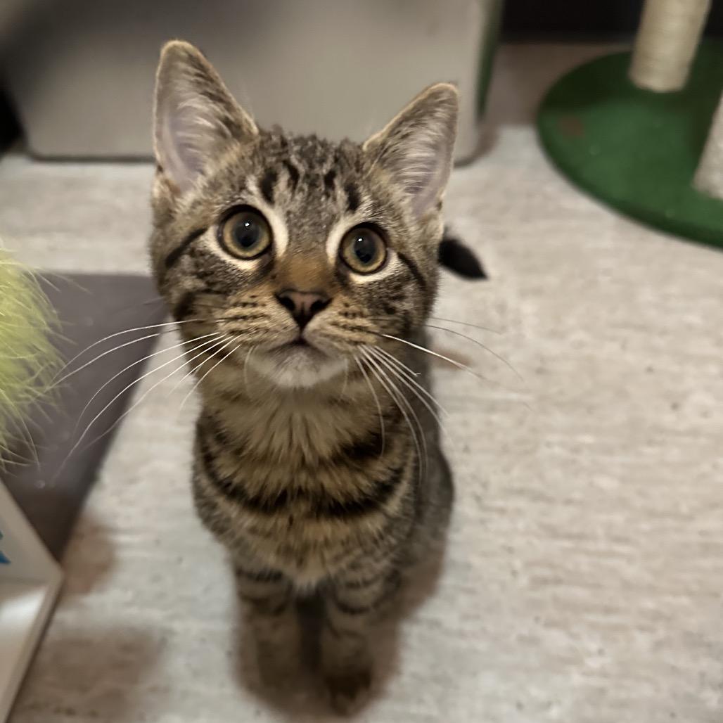 Mae, Adoptable, Kitten Female Domestic Short Hair.
