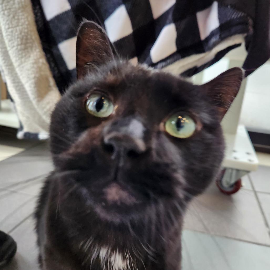 Enlarge Rue, a Adoptable Domestic Short Hair in Grand Rapids, MI image 1/6