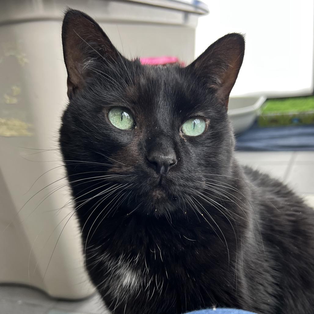 Enlarge Rue, a Adoptable Domestic Short Hair in Grand Rapids, MI image 2/6