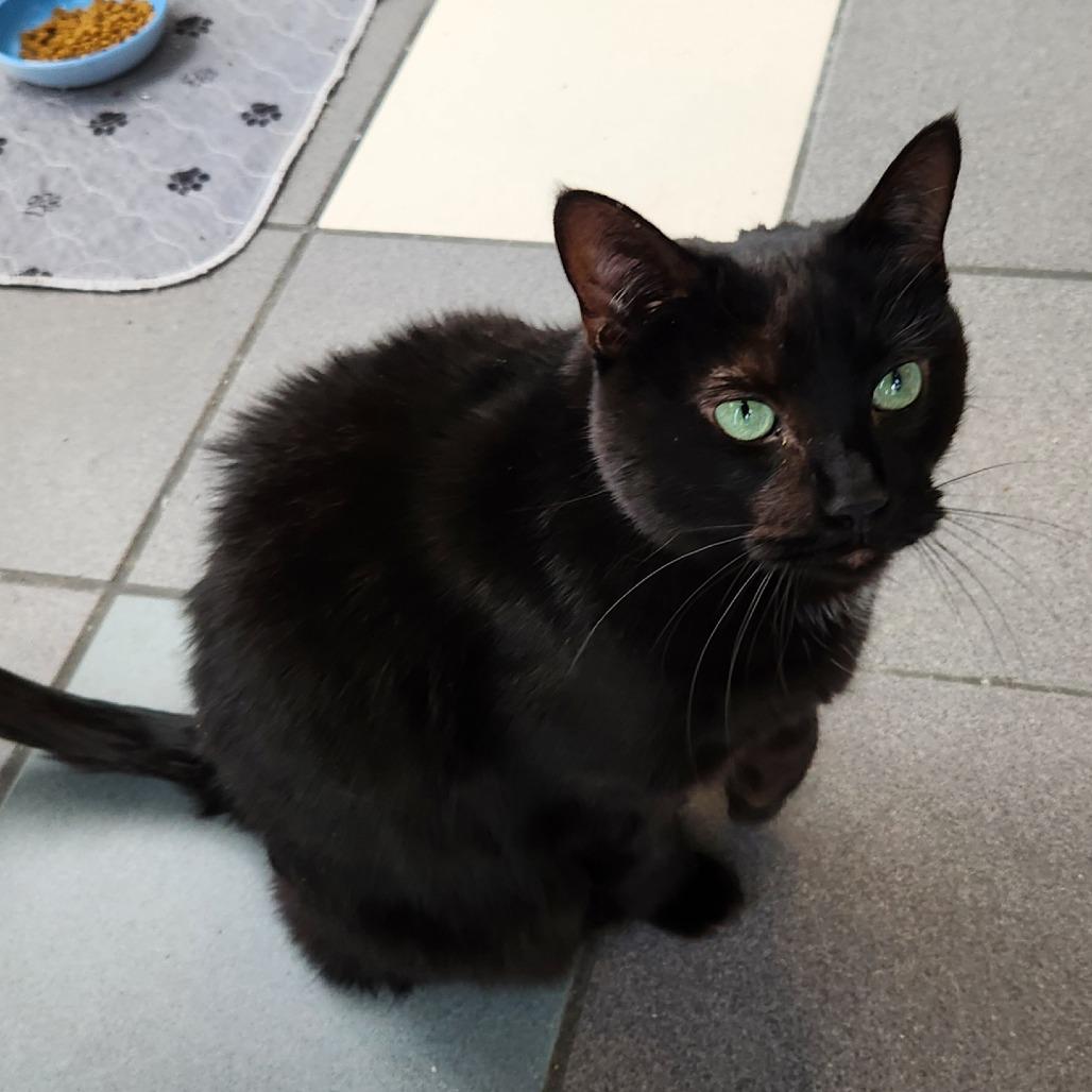 Enlarge Rue, a Adoptable Domestic Short Hair in Grand Rapids, MI image 3/6