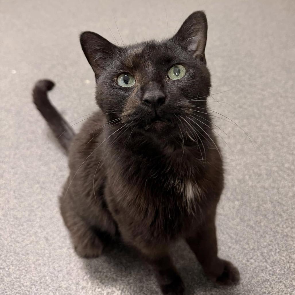 Enlarge Rue, a Adoptable Domestic Short Hair in Grand Rapids, MI image 4/6