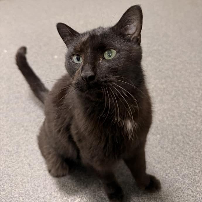 Enlarge Rue, a Adoptable Domestic Short Hair in Grand Rapids, MI image 5/6