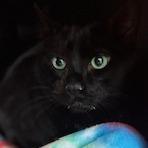 Enlarge Rue, a Adoptable Domestic Short Hair in Grand Rapids, MI image 6/6