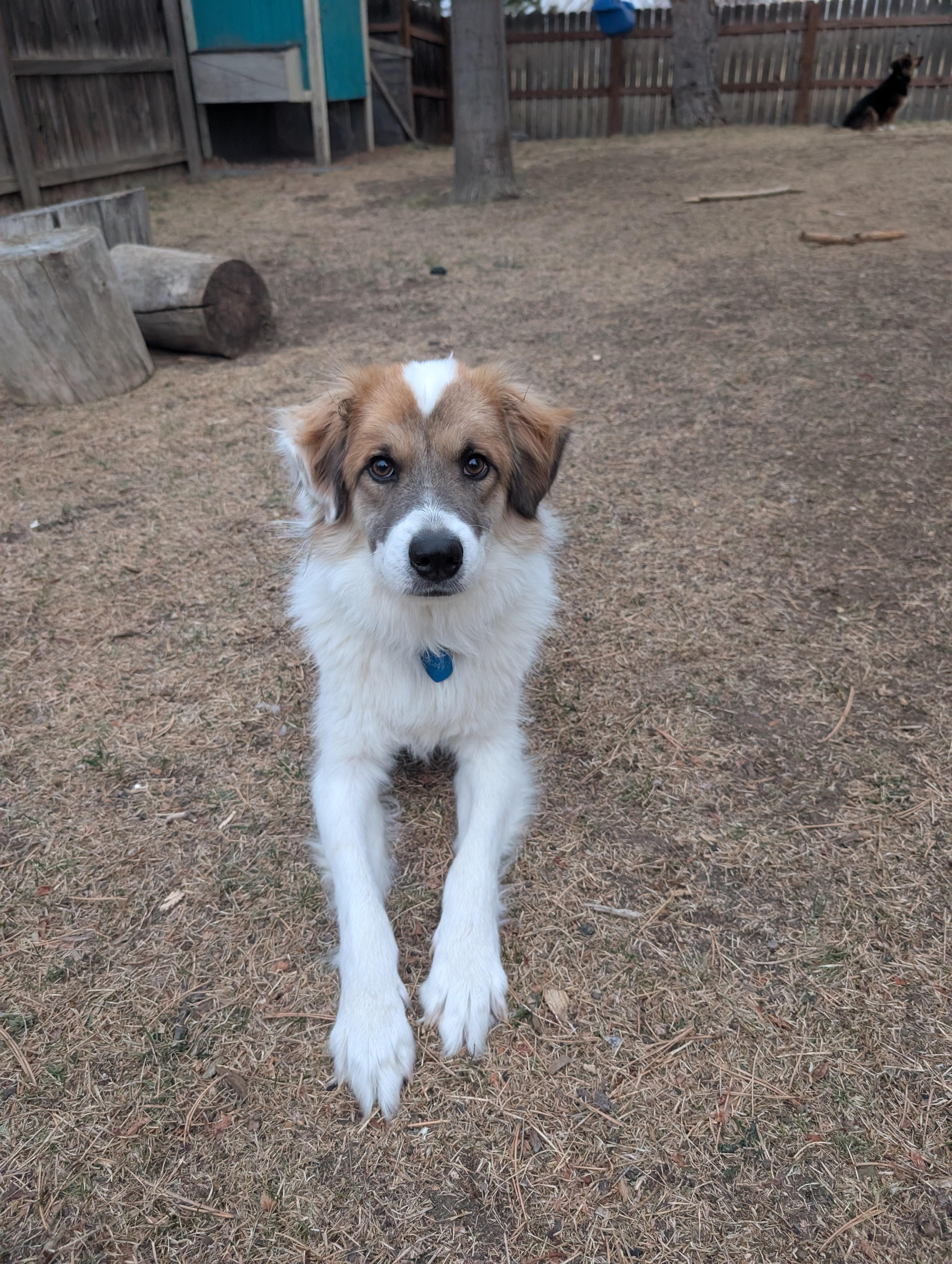 Cody Crockett, an adopted mixed breed in Durango, CO image 3/5