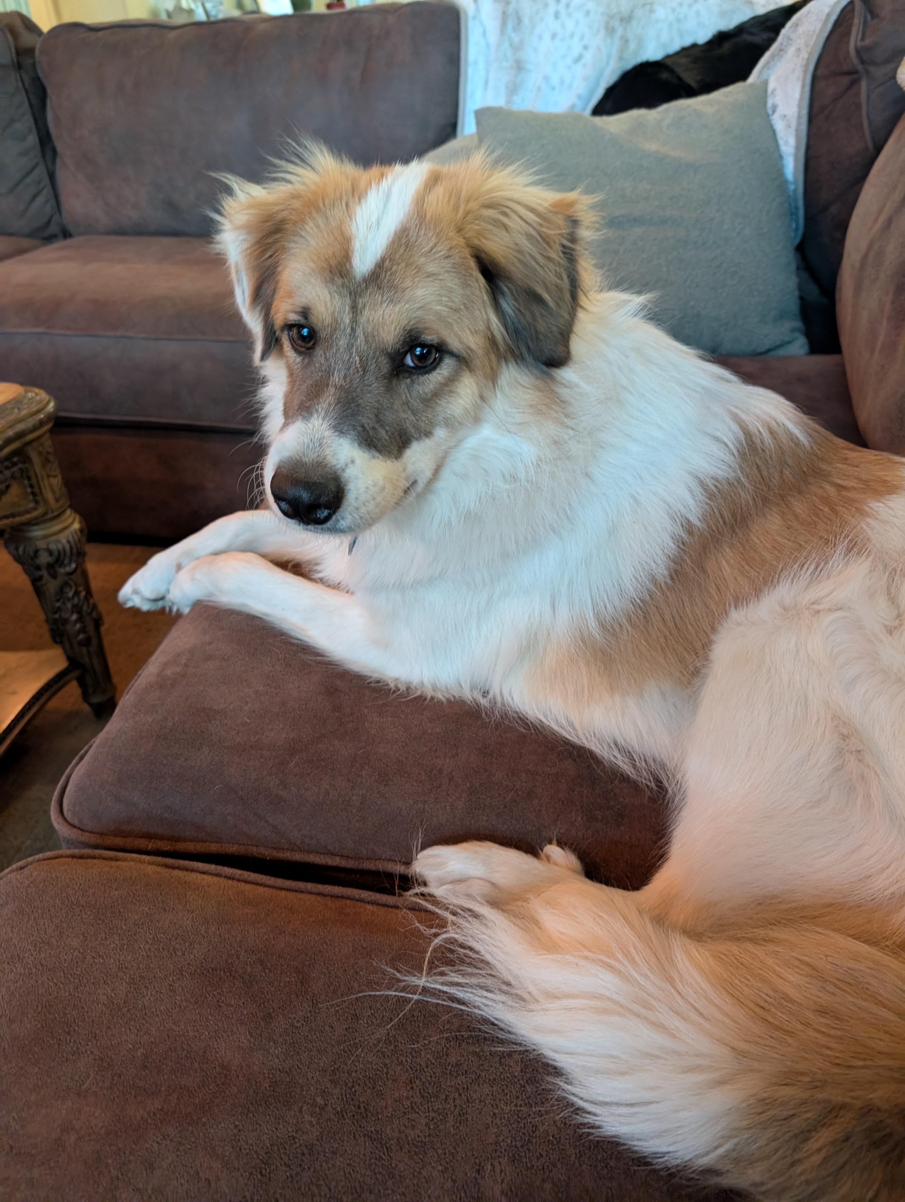 Cody Crockett, adopted, Young Male Great Pyrenees.