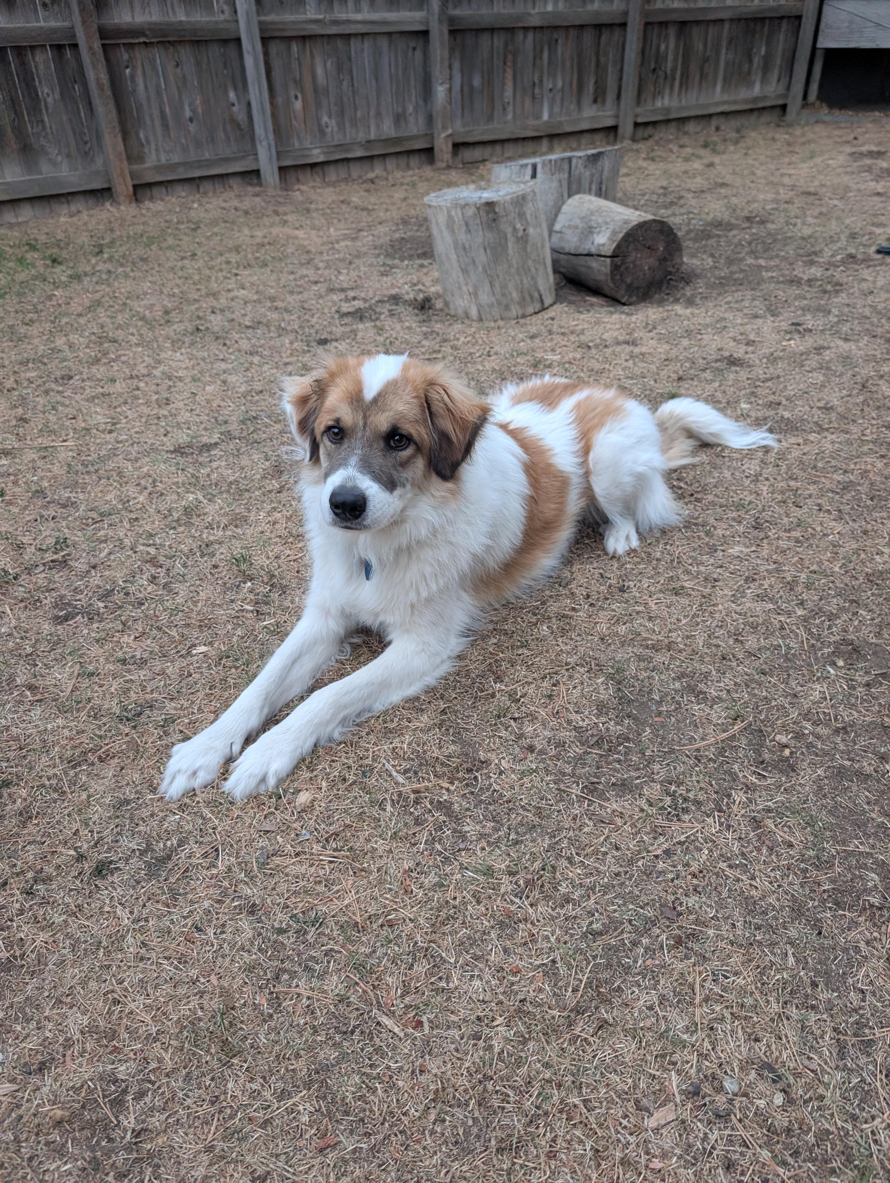 Cody Crockett, an adopted mixed breed in Durango, CO image 5/5