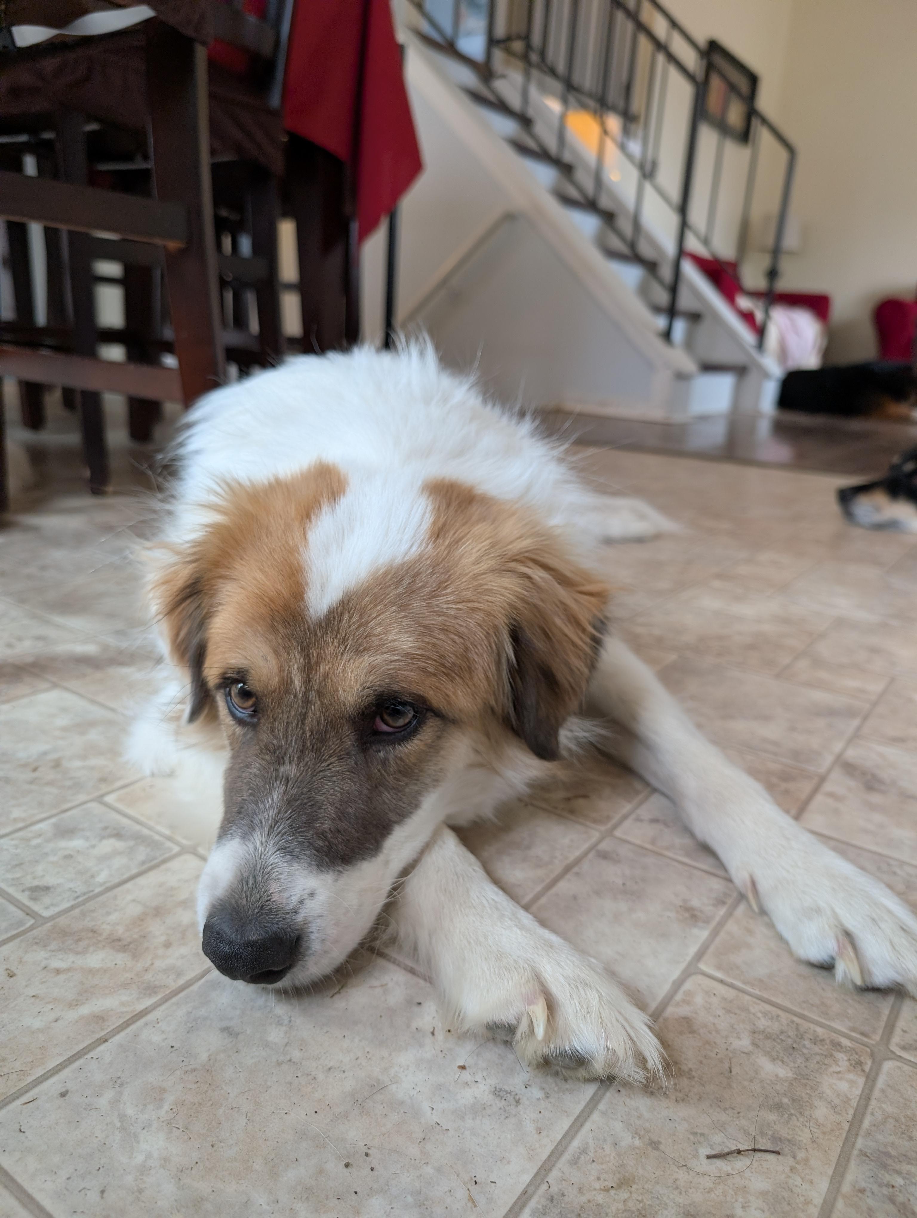 Cody Crockett, an adopted mixed breed in Durango, CO image 4/5