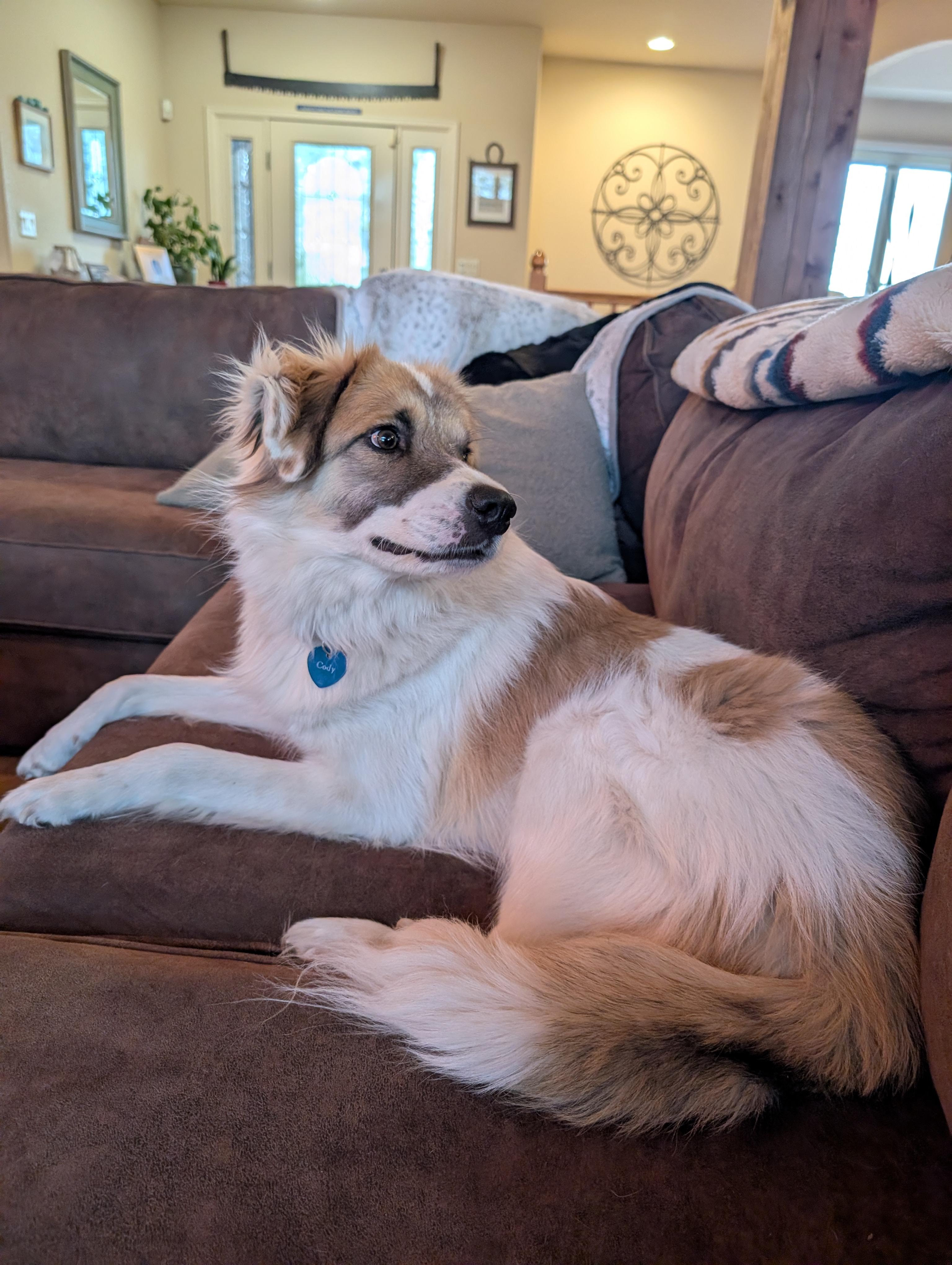 Cody Crockett, an adopted mixed breed in Durango, CO image 2/5