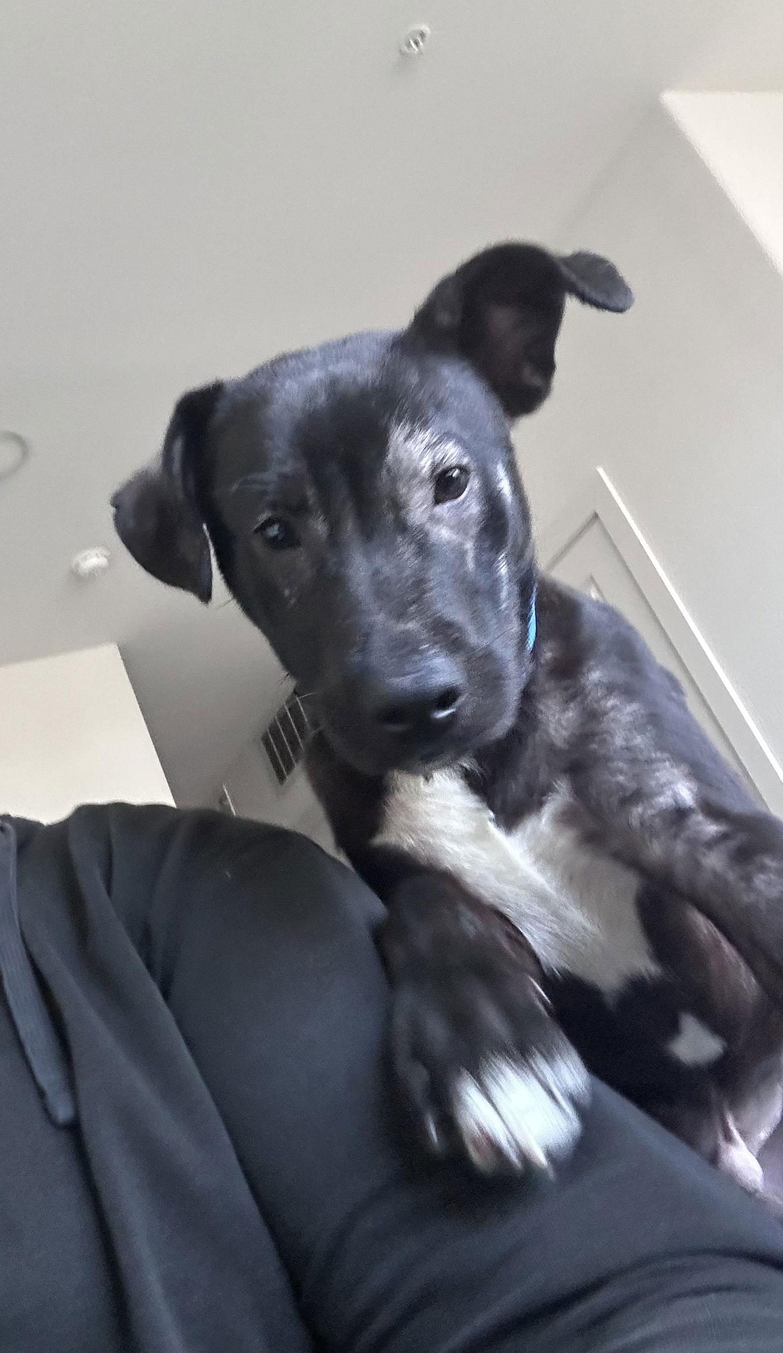 Rocco, Adoptable, Young Male Labrador Retriever & American Staffordshire Terrier.