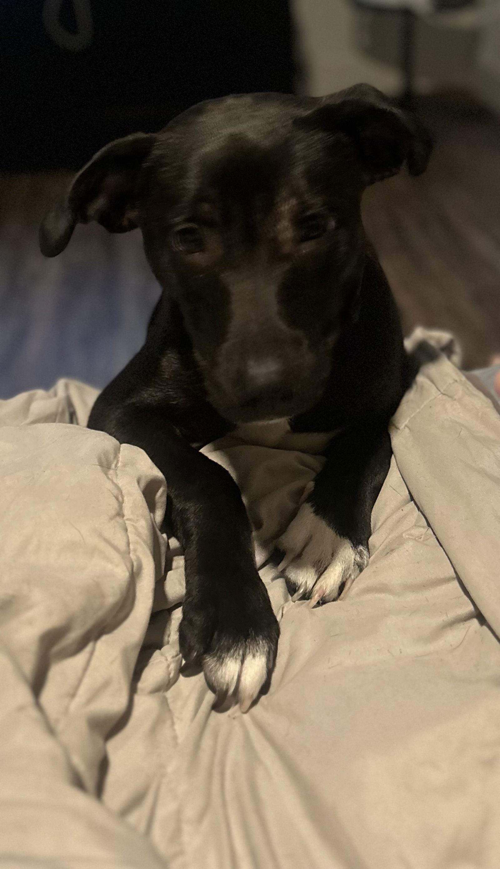 Rocco, a Adoptable mixed breed in McKinney, TX image 2/3