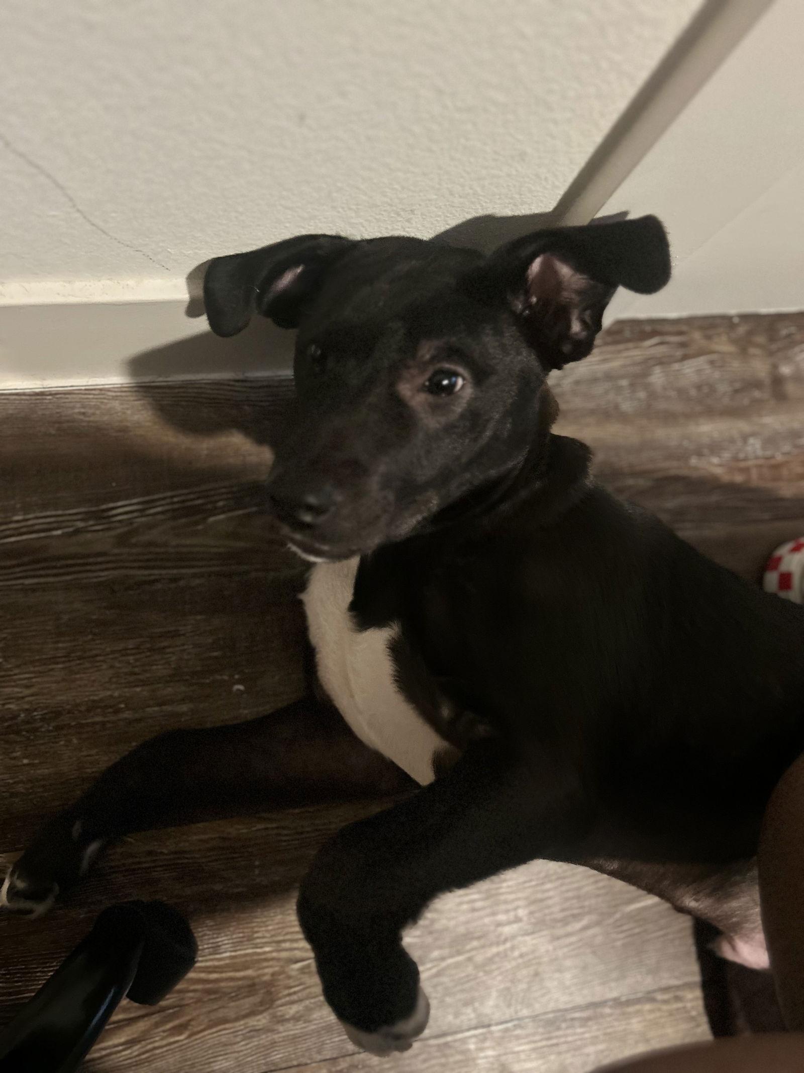 Rocco, a Adoptable mixed breed in McKinney, TX image 3/3