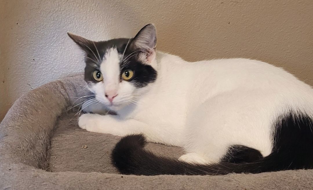 Enlarge Po, a Adoptable Turkish Van in Tampa, FL image 1/1