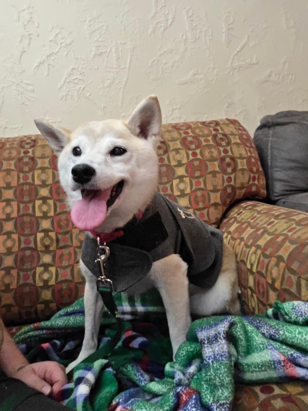 Enlarge Miiko, a ADOPTABLE Shiba Inu in Salem, OR image 3/4