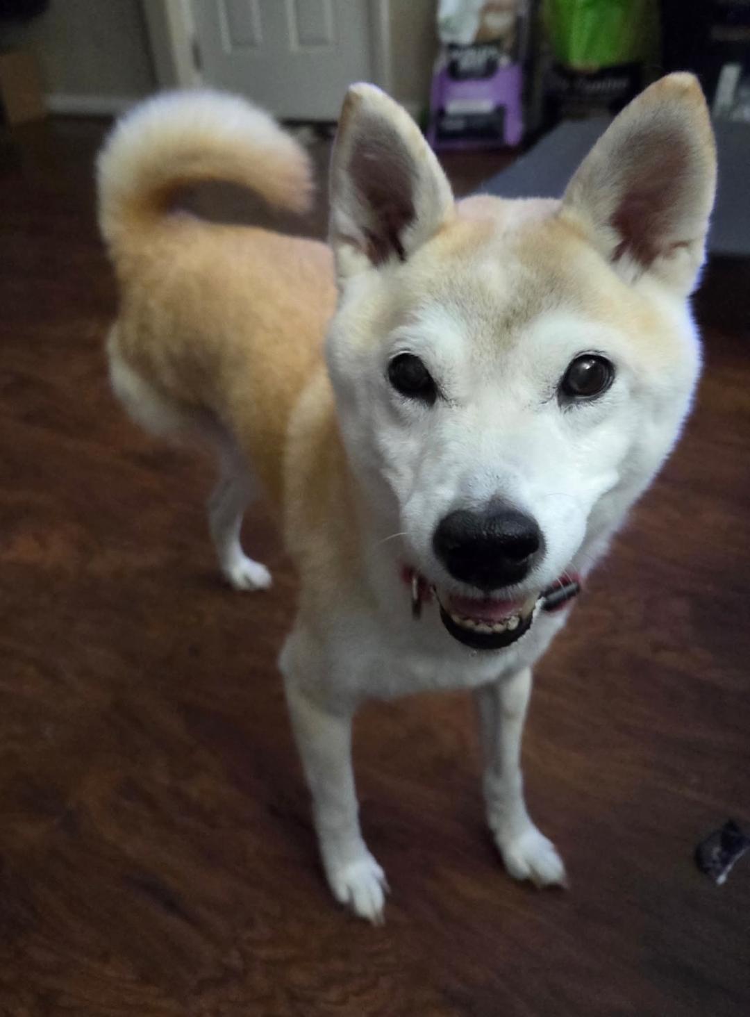 Enlarge Miiko, a ADOPTABLE Shiba Inu in Salem, OR image 2/4