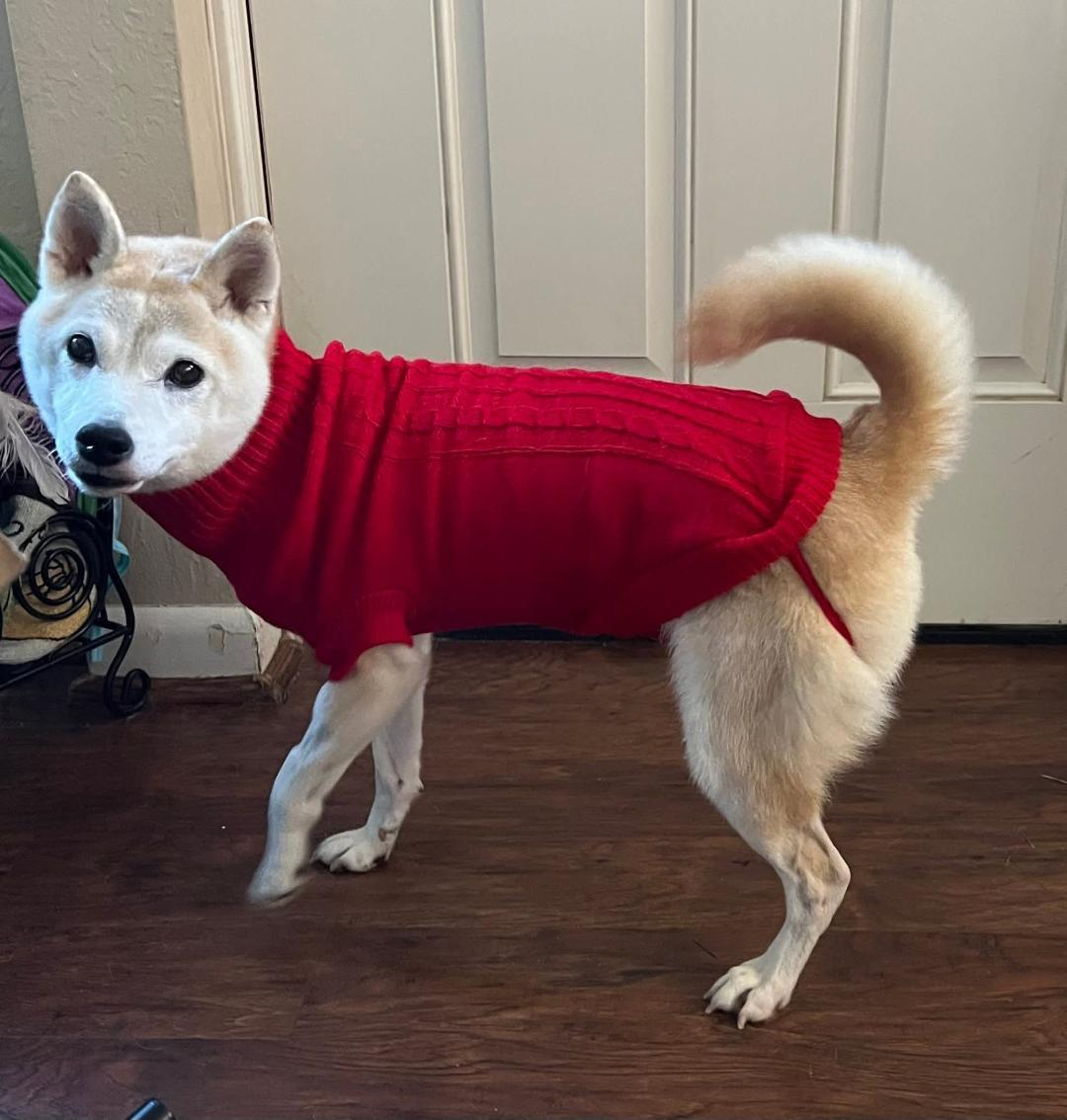 Enlarge Miiko, a ADOPTABLE Shiba Inu in Salem, OR image 4/4