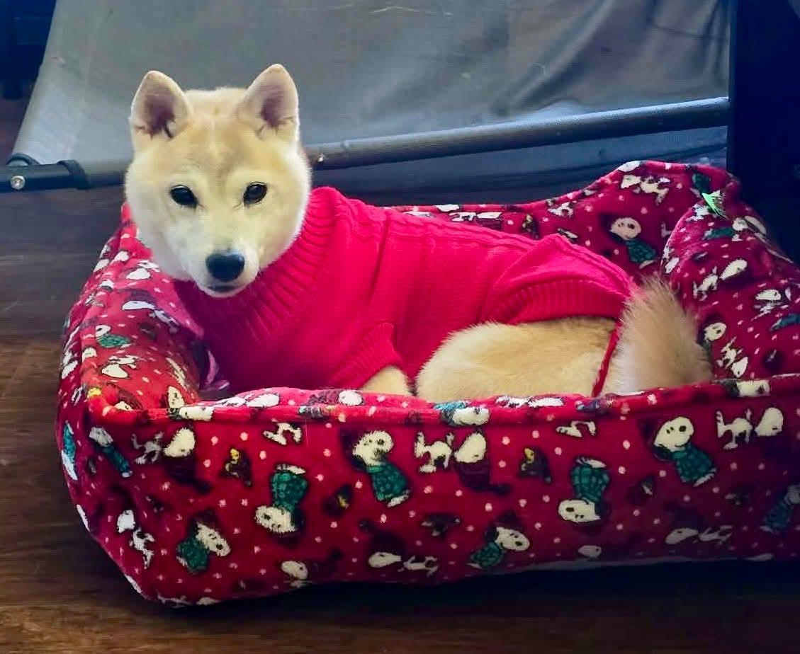Miiko, ADOPTABLE, Senior Female Shiba Inu.