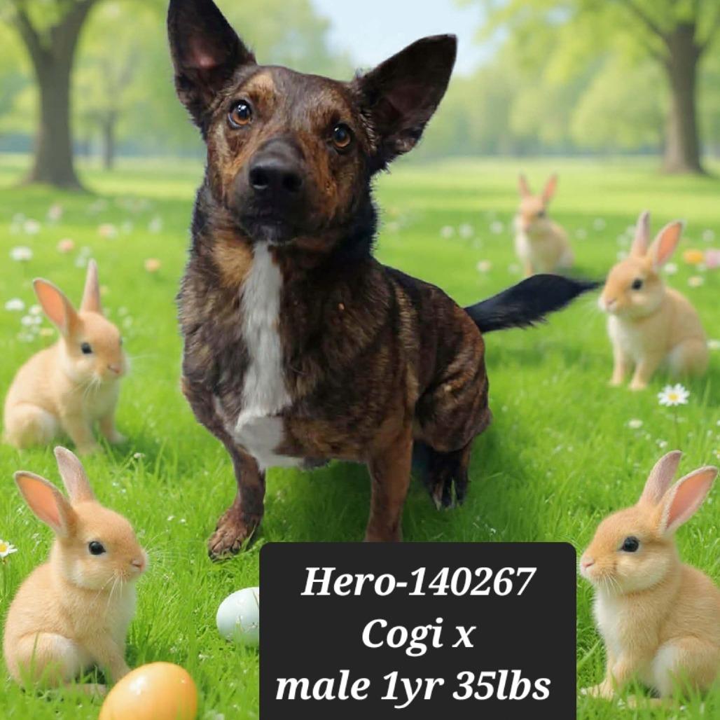 Hero, Adoptable, Adult Male Cardigan Welsh Corgi & Shepherd.