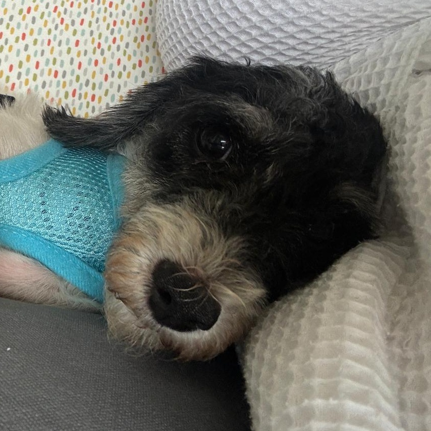 Scarlette (20260820-01), adopted, Adult Female Shih Tzu & Miniature Poodle.