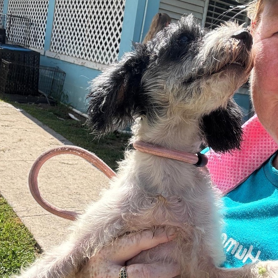 Scarlette (20260820-01), an adopted mixed breed in ST CATHARINES, ON image 2/3