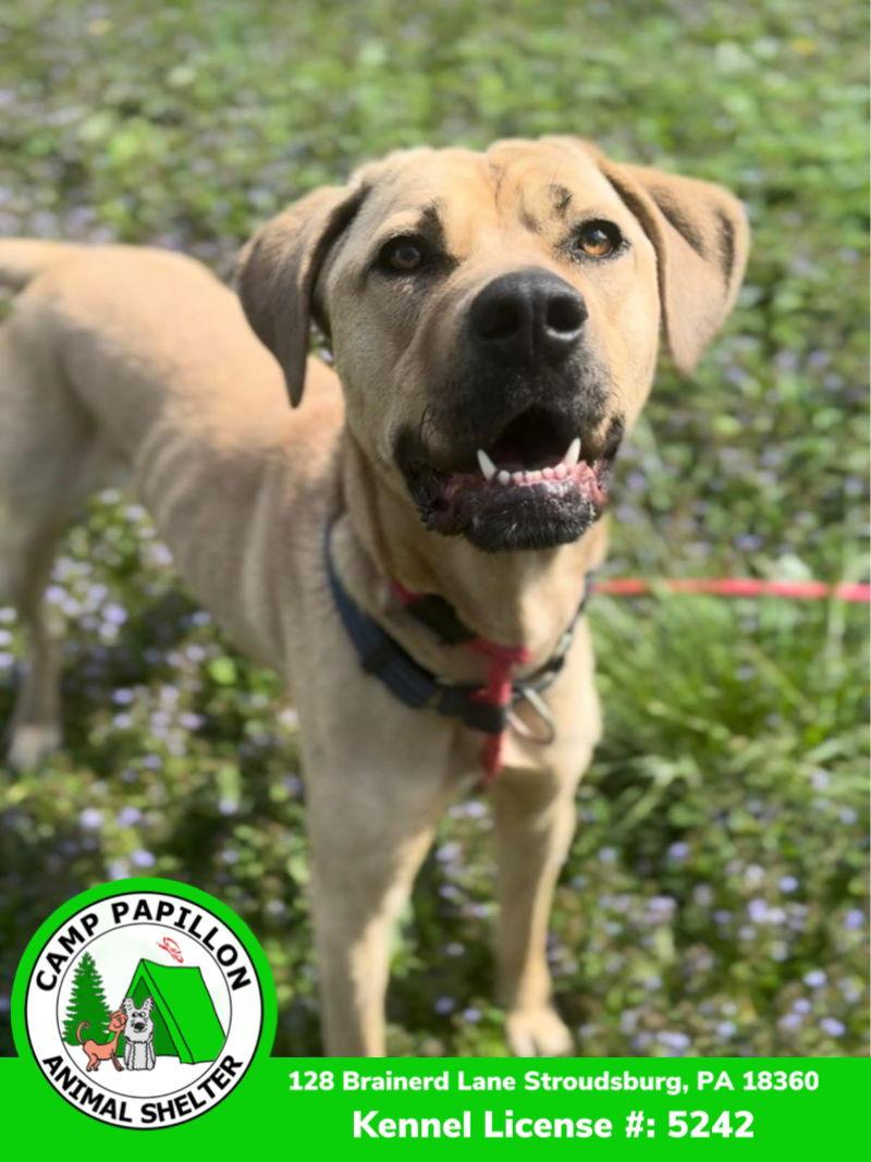 Toby, a Adoptable Cane Corso in Stroudsburg, PA image 2/3