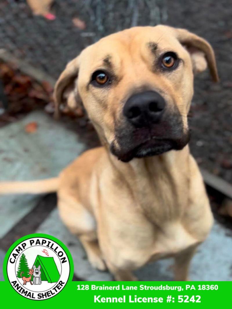 Toby, a Adoptable Cane Corso in Stroudsburg, PA image 3/3