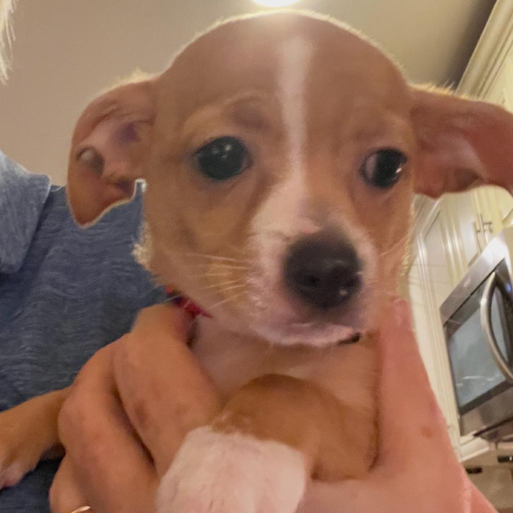 Enlarge Betty, a Adoptable Chihuahua in Austell, GA image 1/1