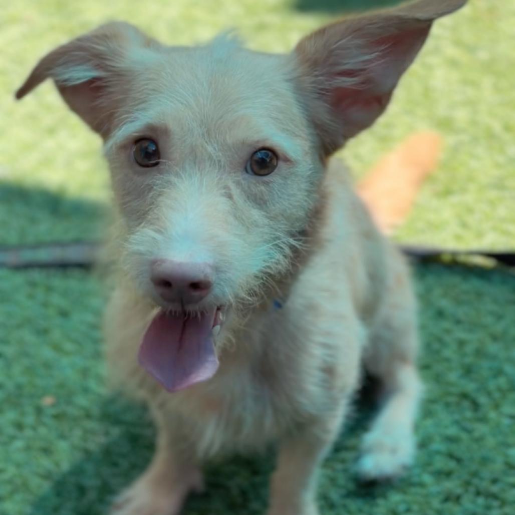 Enlarge Davis A5795422, a Adoptable Terrier in Middletown, NY image 1/6