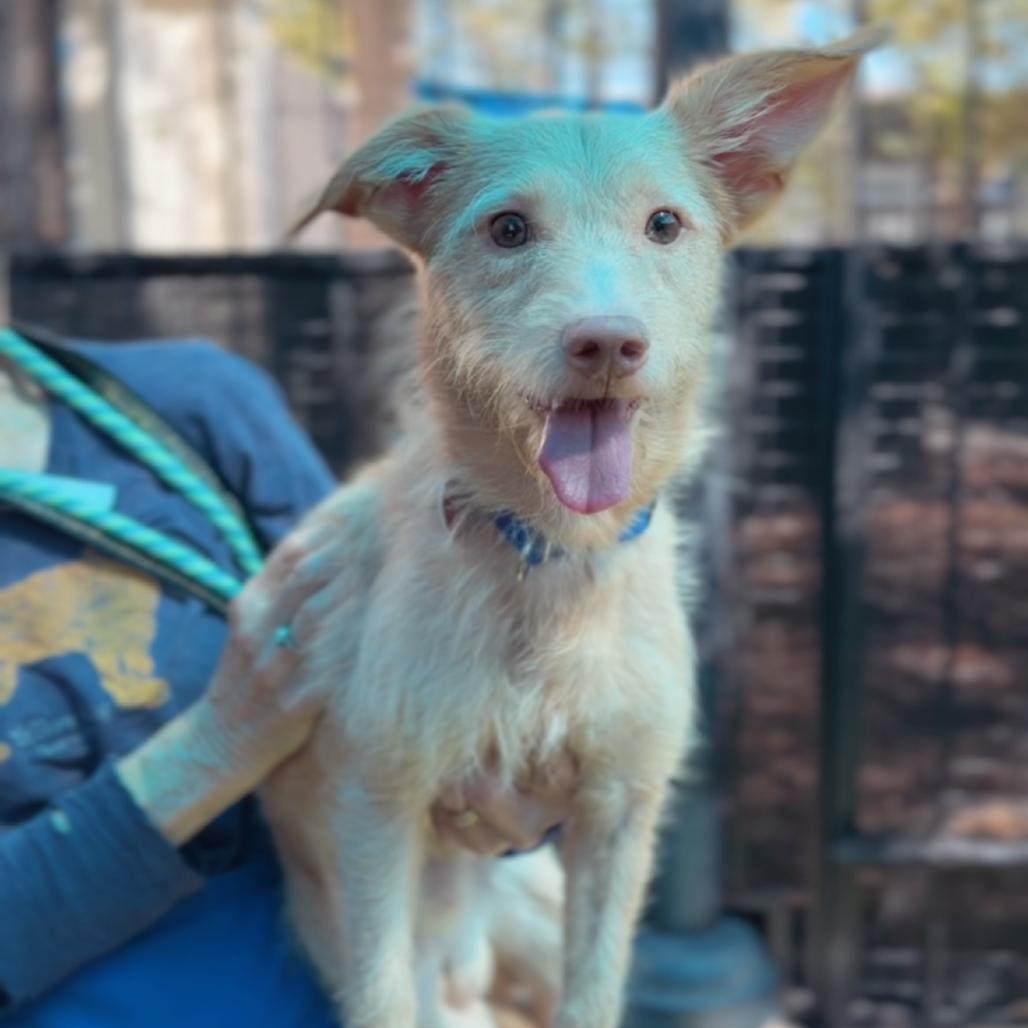 Enlarge Davis A5795422, a Adoptable Terrier in Middletown, NY image 2/6
