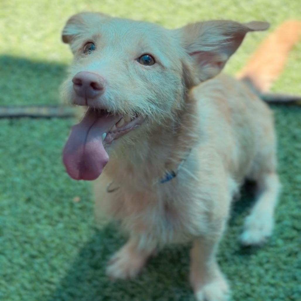 Enlarge Davis A5795422, a Adoptable Terrier in Middletown, NY image 3/6