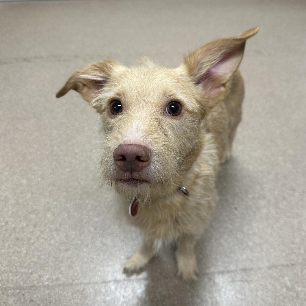 Enlarge Davis A5795422, a Adoptable Terrier in Middletown, NY image 4/6