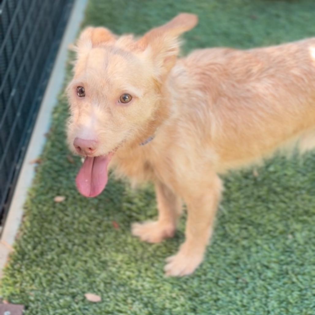 Enlarge Davis A5795422, a Adoptable Terrier in Middletown, NY image 5/6
