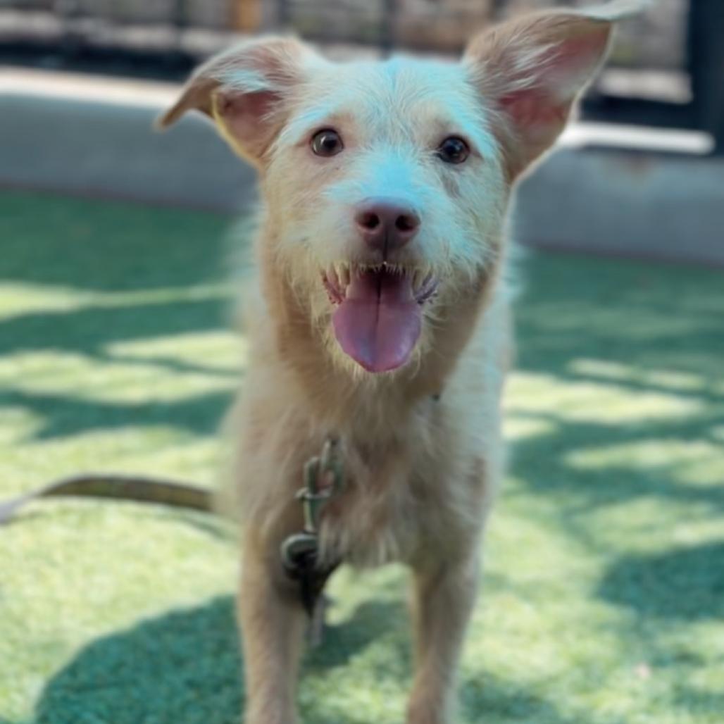 Enlarge Davis A5795422, a Adoptable Terrier in Middletown, NY image 6/6