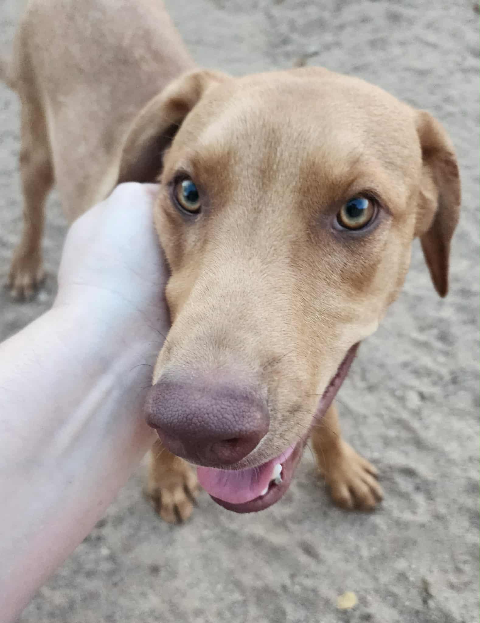 Enlarge Malibu, a Adoptable mixed breed in Litchfield Park, AZ image 1/4