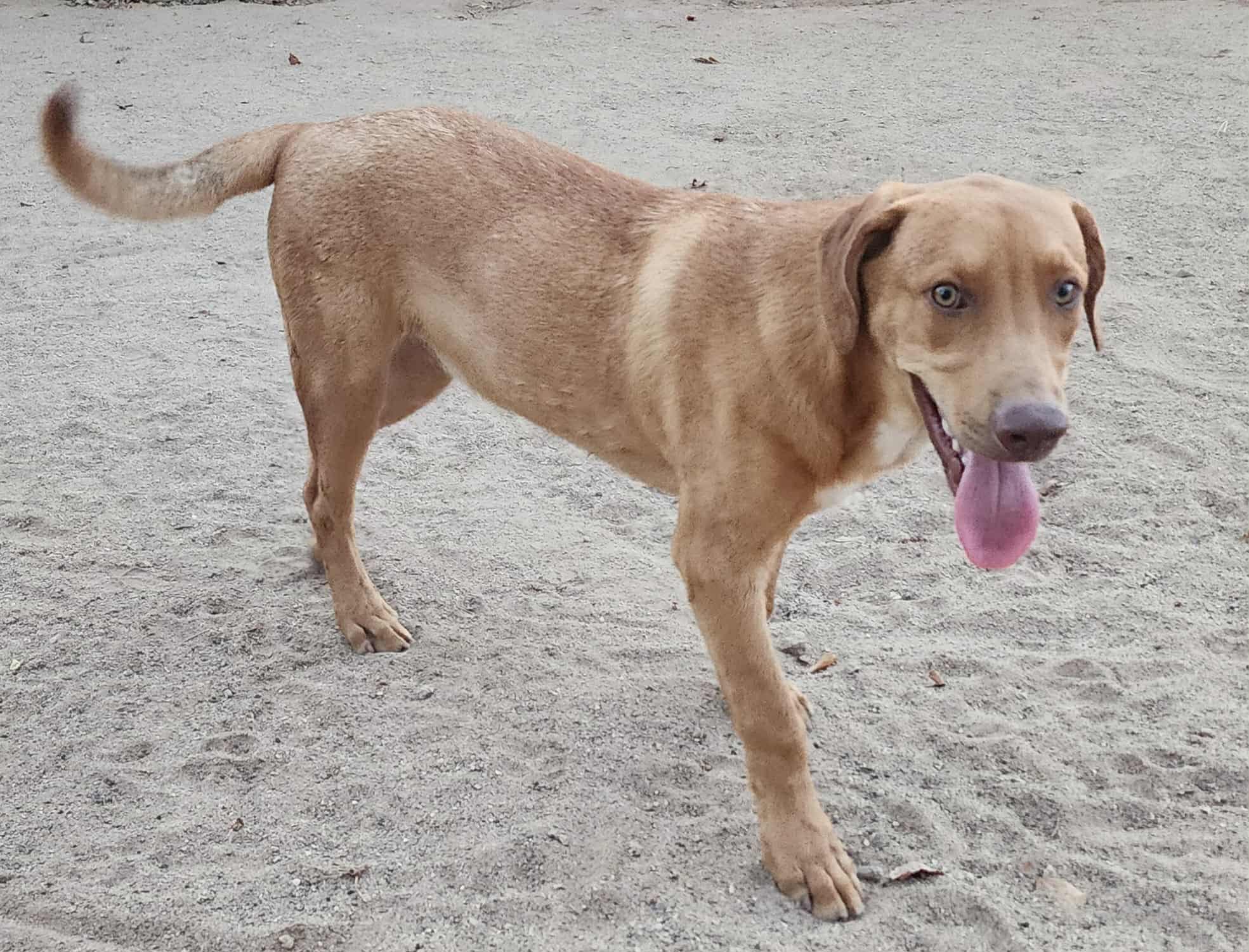 Enlarge Malibu, a Adoptable mixed breed in Litchfield Park, AZ image 3/4