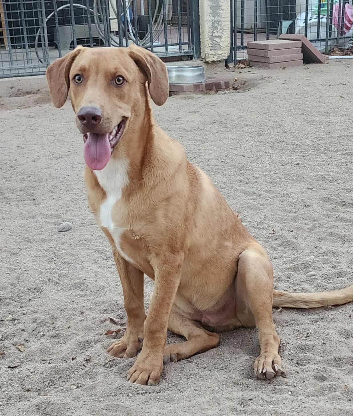 Enlarge Malibu, a Adoptable mixed breed in Litchfield Park, AZ image 4/4