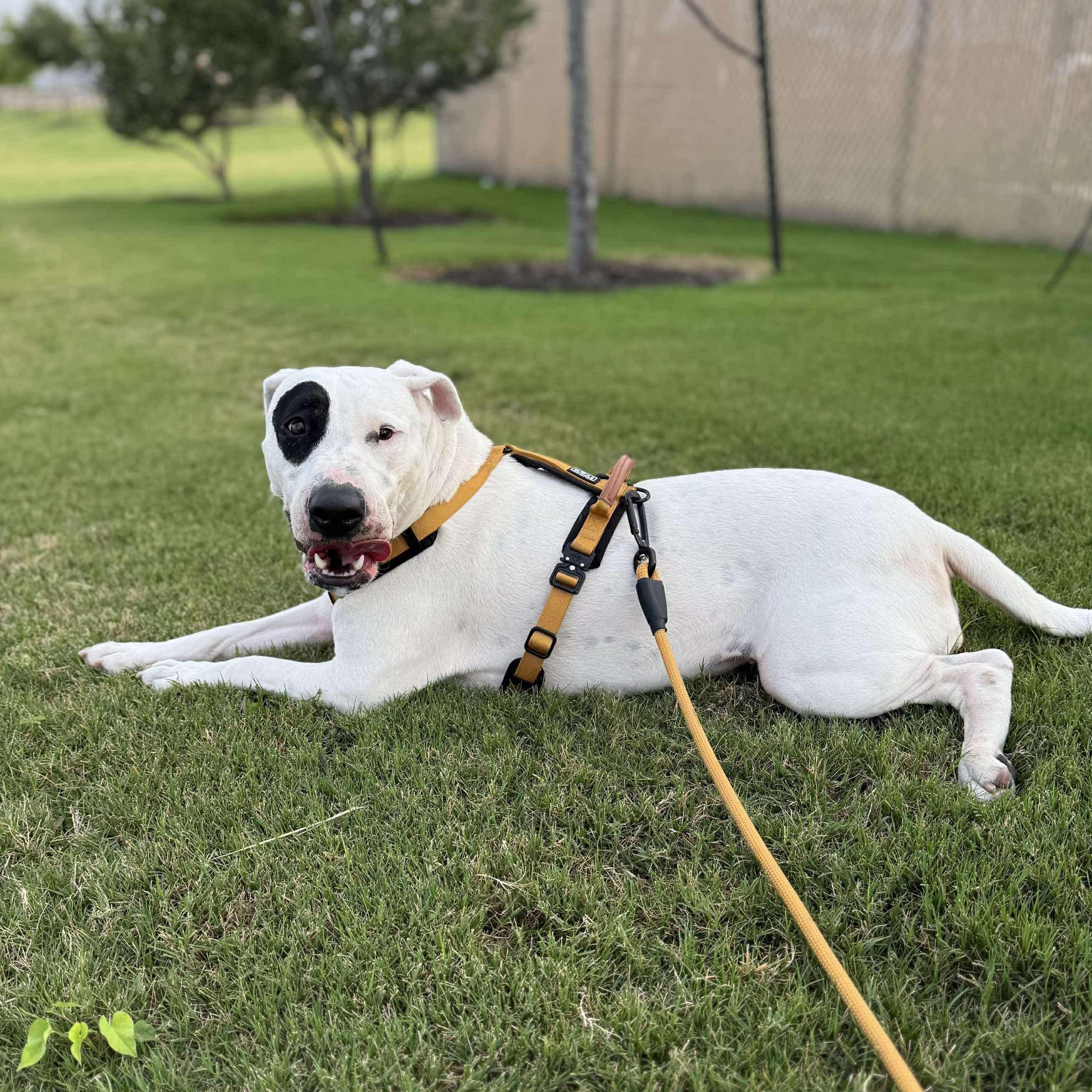 Enlarge Patch, a Adoptable mixed breed in Shady Spring, WV image 5/6