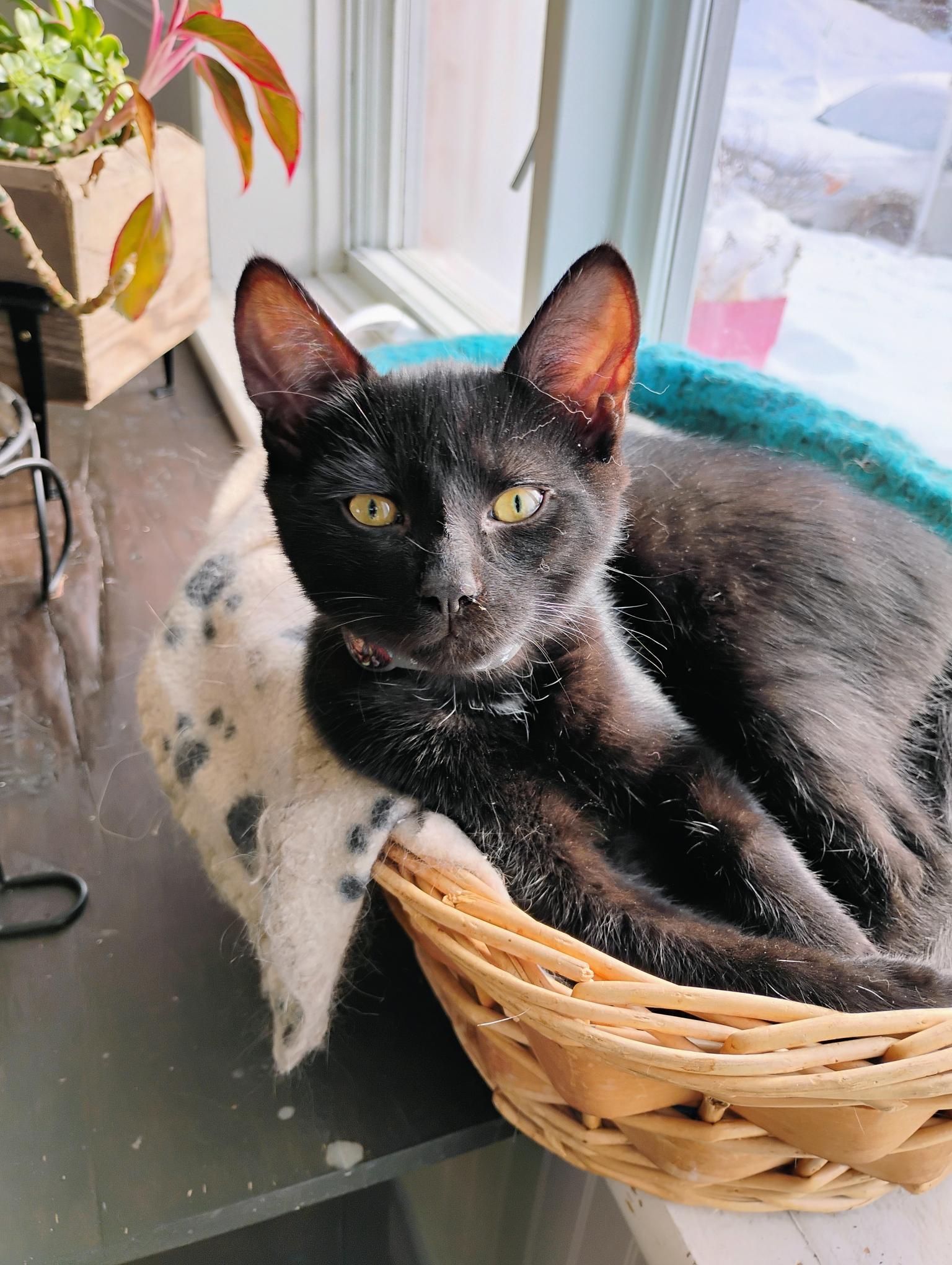 Enlarge Vador (FA/FF), an adopted mixed breed in Sainte-Angele-de-Monnoir, QC image 1/1