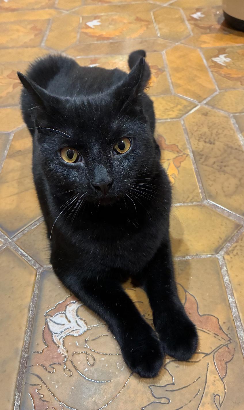 LOVEY, Adoptable, Young Female Domestic Short Hair.