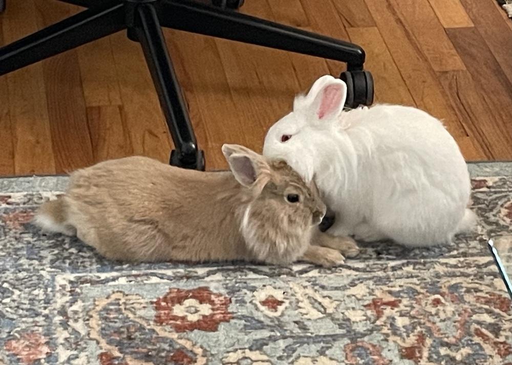 Enlarge Sabrina Carpenter, a Adoptable Lionhead in Westford, MA image 1/6