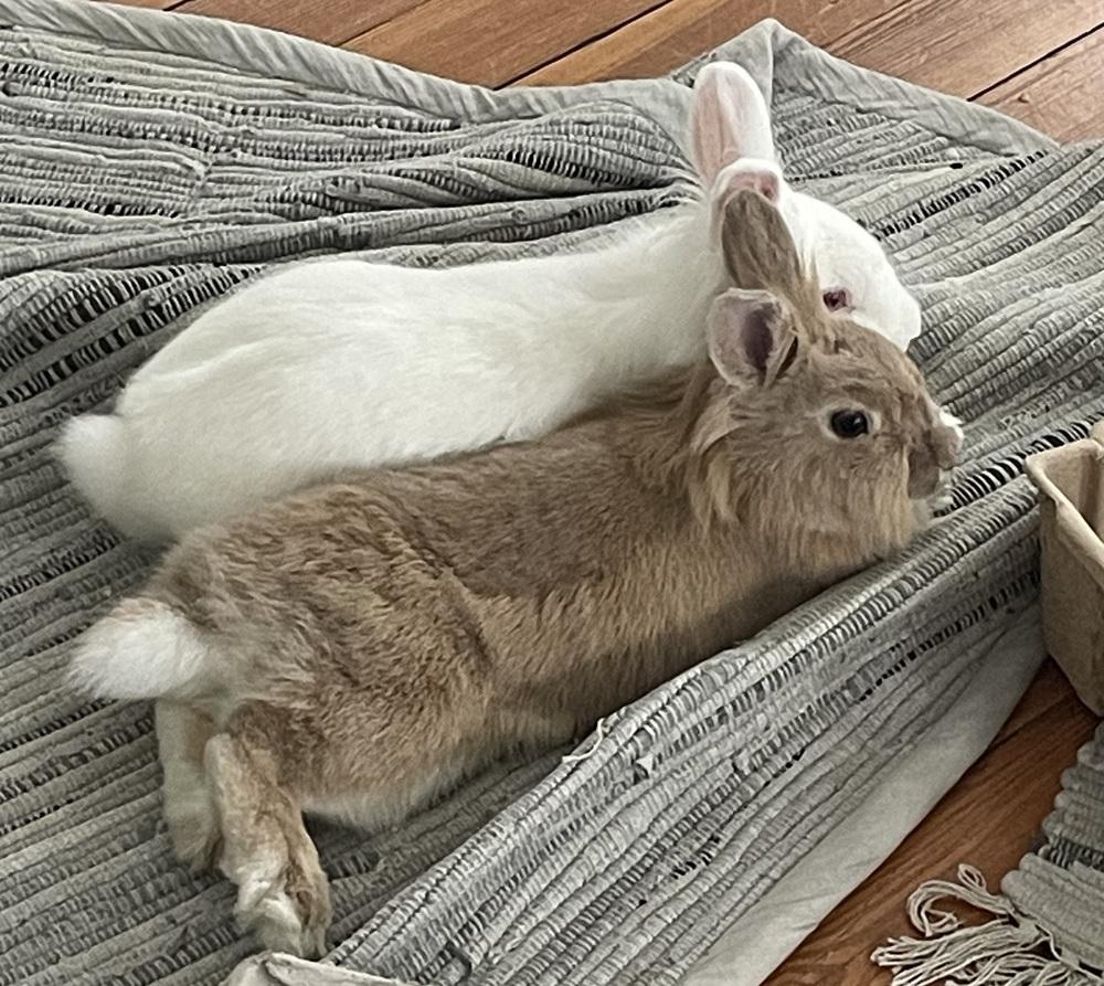 Enlarge Sabrina Carpenter, a Adoptable Lionhead in Westford, MA image 2/6