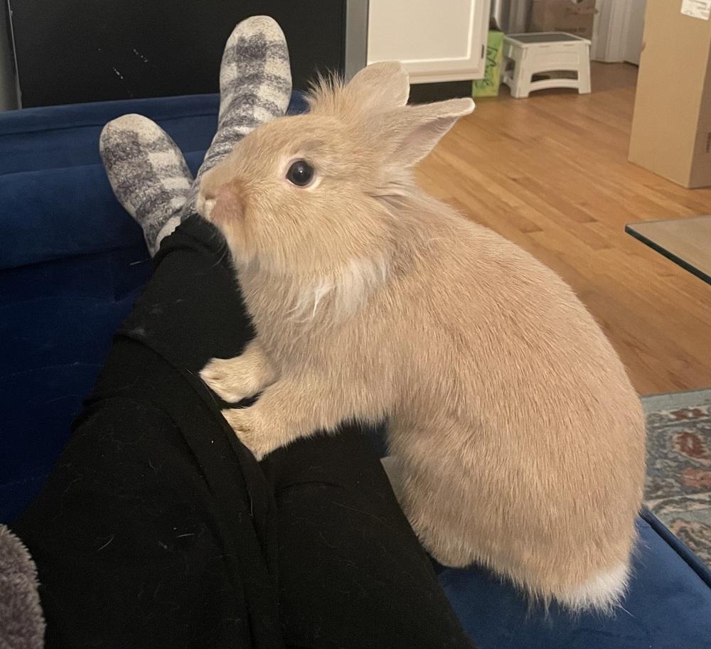 Enlarge Sabrina Carpenter, a Adoptable Lionhead in Westford, MA image 3/6