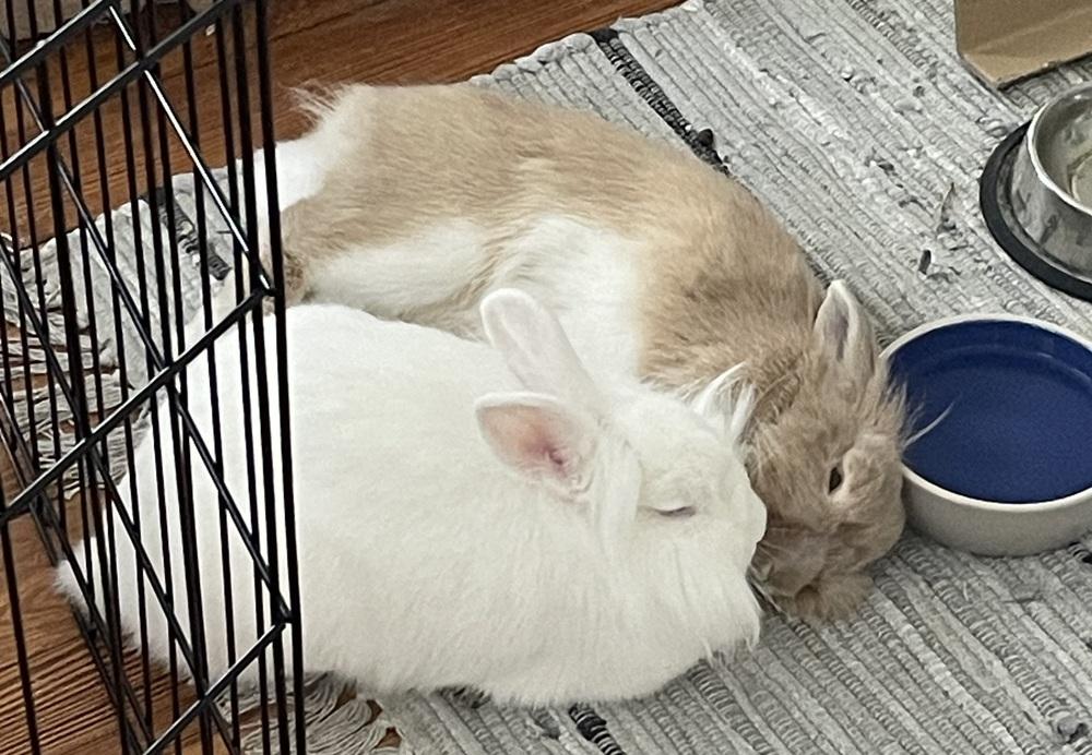 Sabrina Carpenter, Adoptable, Young Female Lionhead.