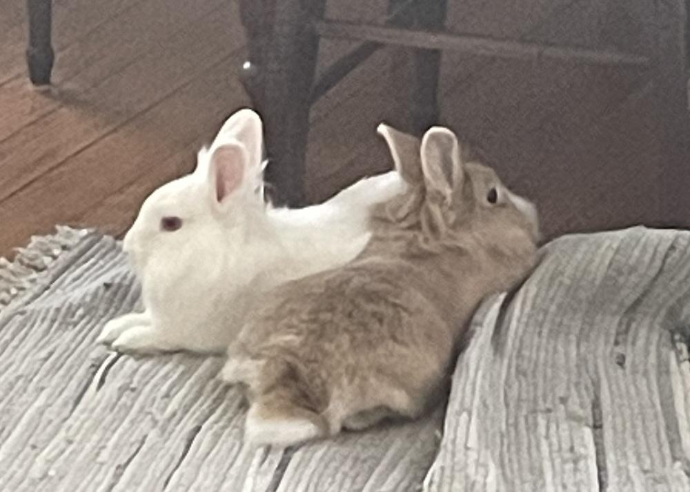Enlarge Sabrina Carpenter, a Adoptable Lionhead in Westford, MA image 5/6