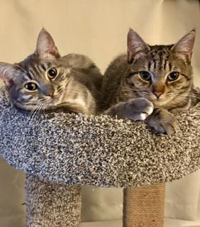 Lyra, Adoptable, Kitten Female Domestic Short Hair.