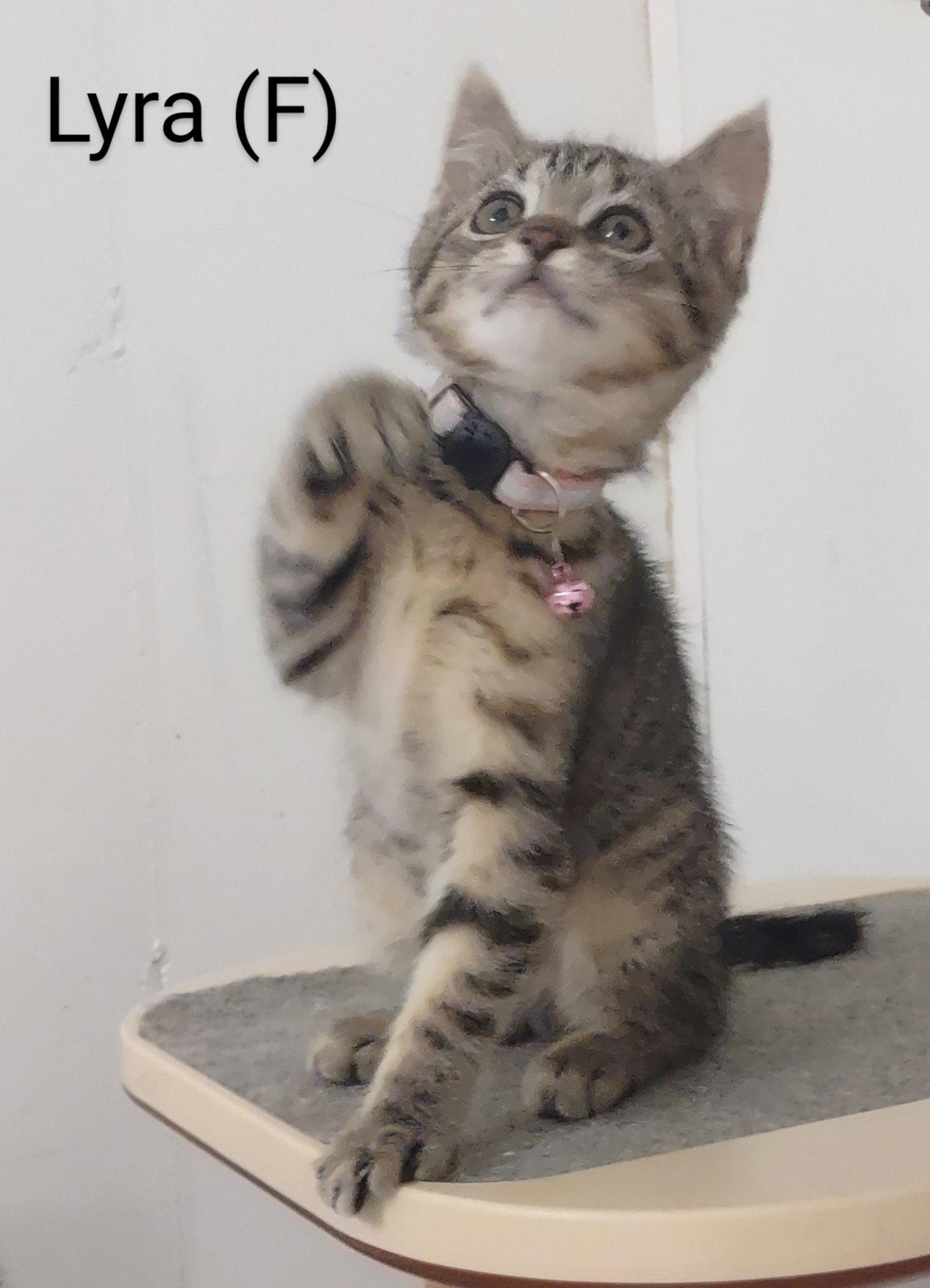 Enlarge Lyra, a Adoptable Domestic Short Hair in Saugerties, NY image 2/3