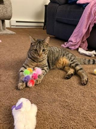 Enlarge Lyra, a Adoptable Domestic Short Hair in Saugerties, NY image 3/3