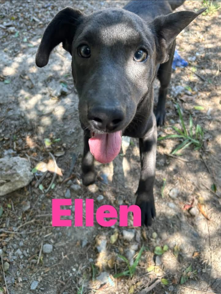 Ellen, Adoptable, Young Female Weimaraner.
