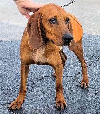 Archie (MA), an adopted Redbone Coonhound in Williamsburg, VA image 3/4