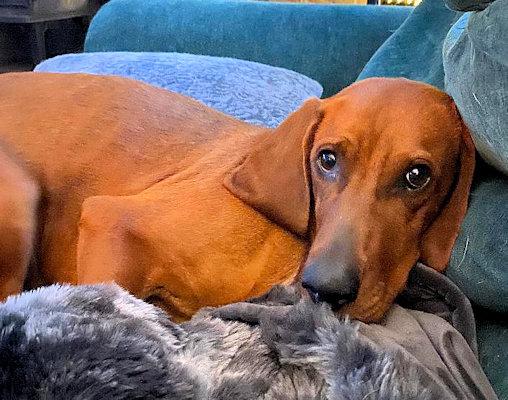 Archie (MA), an adopted Redbone Coonhound in Williamsburg, VA image 2/4