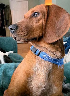 Archie (MA), an adopted Redbone Coonhound in Williamsburg, VA image 4/4